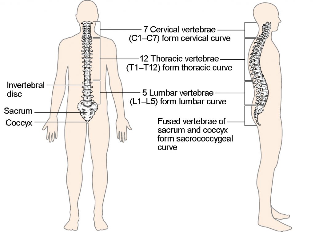 Understanding the Vertebral Column