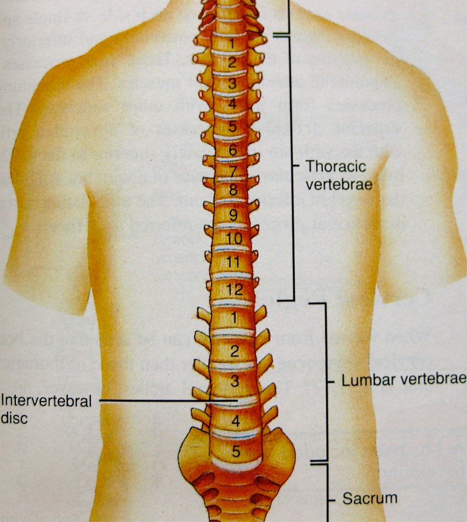 Spinal Health and Lower Back Pain Management