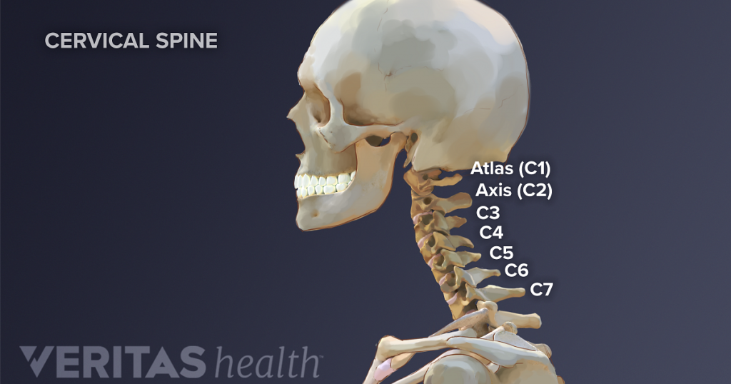 Cervical Spine Anatomy Overview