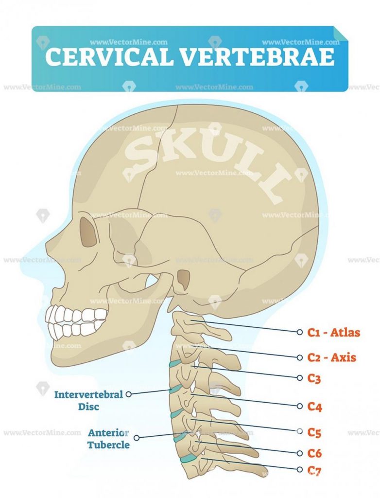 What Differentiates the Cervical, Thoracic, and Lumbar Vertebrae in the Spinal Column?
