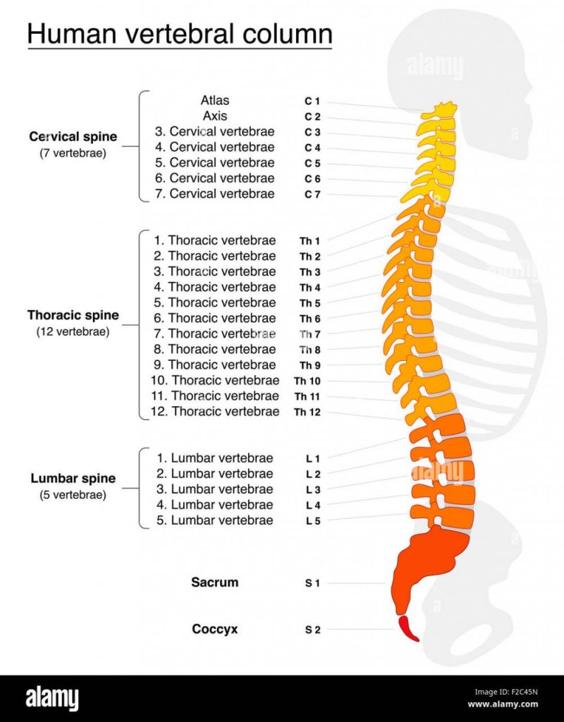 Understanding the Structure and Function of the Vertebral Column
