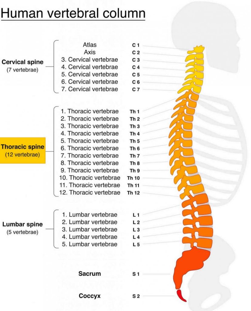 Understanding Thoracic Back Pain: Causes, Symptoms, and Treatments